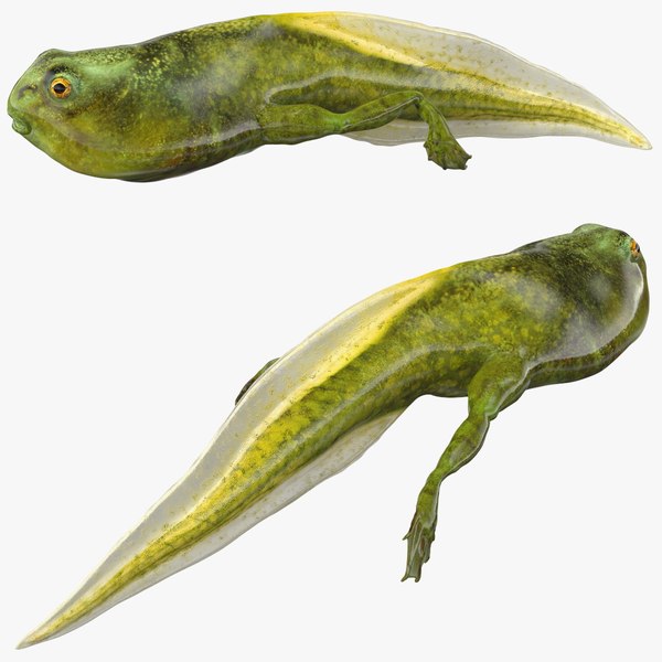 3d tadpole with legs model