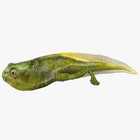 Tadpole with Legs