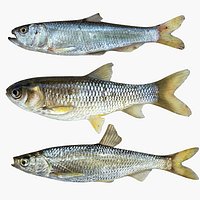 Fish Collection 3