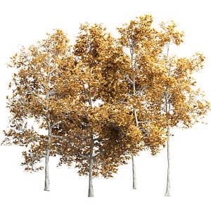 3D model Autumn Tree Collection Vol 302