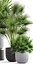 3D pots palm