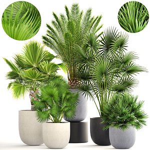 Collection palms