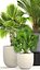 3D pots palm