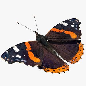 Red Admiral Butterfly with Fur Rigged