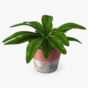 Red Ceramic Pot with Cordyline Glauca