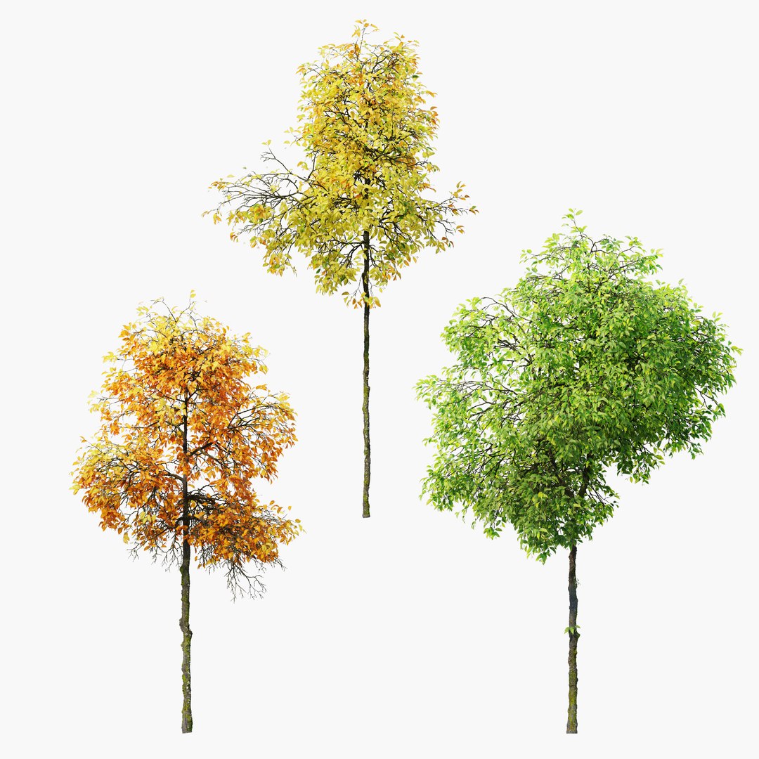 3D Model Young Dutch Elm - TurboSquid 2453612