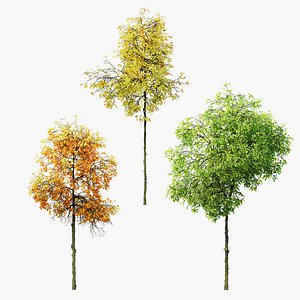 3D model Young Dutch Elm