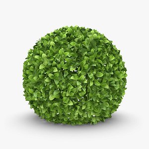 Hedge 01