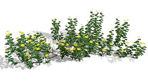 Tribulus Omanense 3D Model 3D model