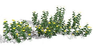 Tribulus Omanense 3D Model