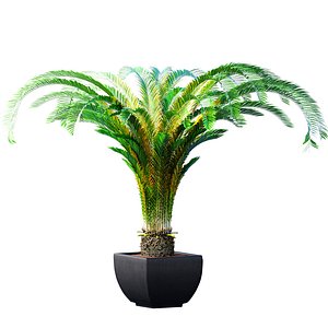 3D Decorative tall Evergreen Cycas Palm Tree in modern outdoor vase