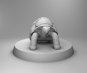 3D animals nature turtle