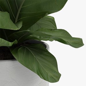 3D plant