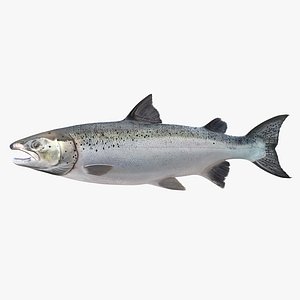 Atlantic Salmon Fish