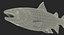 3d model atlantic salmon fish