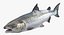 3d model atlantic salmon fish