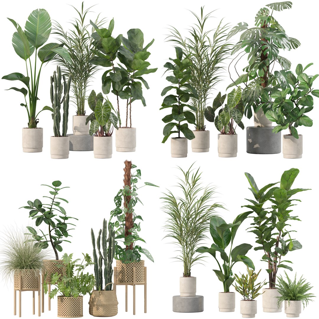 3D model 20 Photorealistic Flowers for Interiors - set 201 202 203 204 https://p.turbosquid.com/ts-thumb/Pd/f1SFnB/pw/201202203204/jpg/1719403235/1920x1080/fit_q87/ffcfc3f81794af84d8ca6e6c646af05cd386b5e5/201202203204.jpg