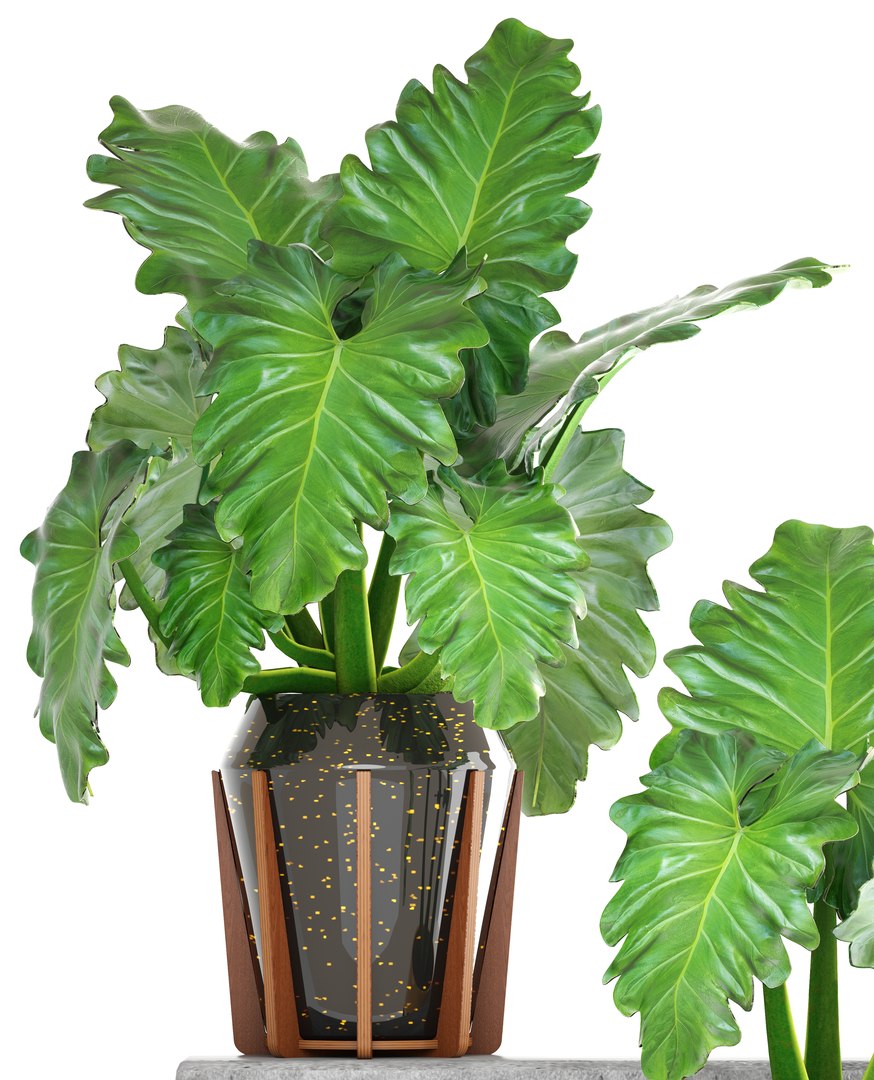 tropical plant shrubs 3D https://p.turbosquid.com/ts-thumb/Pd/jDx6SY/BMHZ80Yu/tropicalplant170103/jpg/1516275135/1920x1080/fit_q87/77a519fd564702c0447a54eac13a8bc17d82300e/tropicalplant170103.jpg