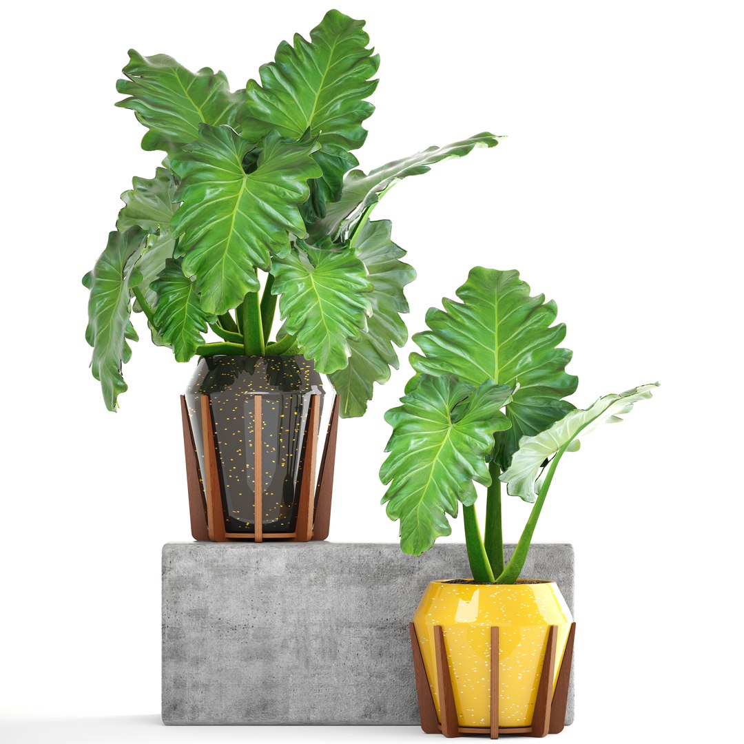 tropical plant shrubs 3D https://p.turbosquid.com/ts-thumb/Pd/jDx6SY/JTZ6ev3r/tropicalplant170101/jpg/1516275135/1920x1080/fit_q87/2f75fd0fa0b6cabcd0748182857ece0077649cfb/tropicalplant170101.jpg