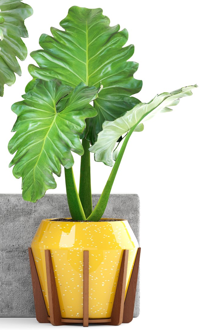 tropical plant shrubs 3D https://p.turbosquid.com/ts-thumb/Pd/jDx6SY/eP0Yxdkc/tropicalplant170104/jpg/1516275135/1920x1080/fit_q87/4b04941bc66fdcc1cbbf65aa19bee1e4e767d4c5/tropicalplant170104.jpg