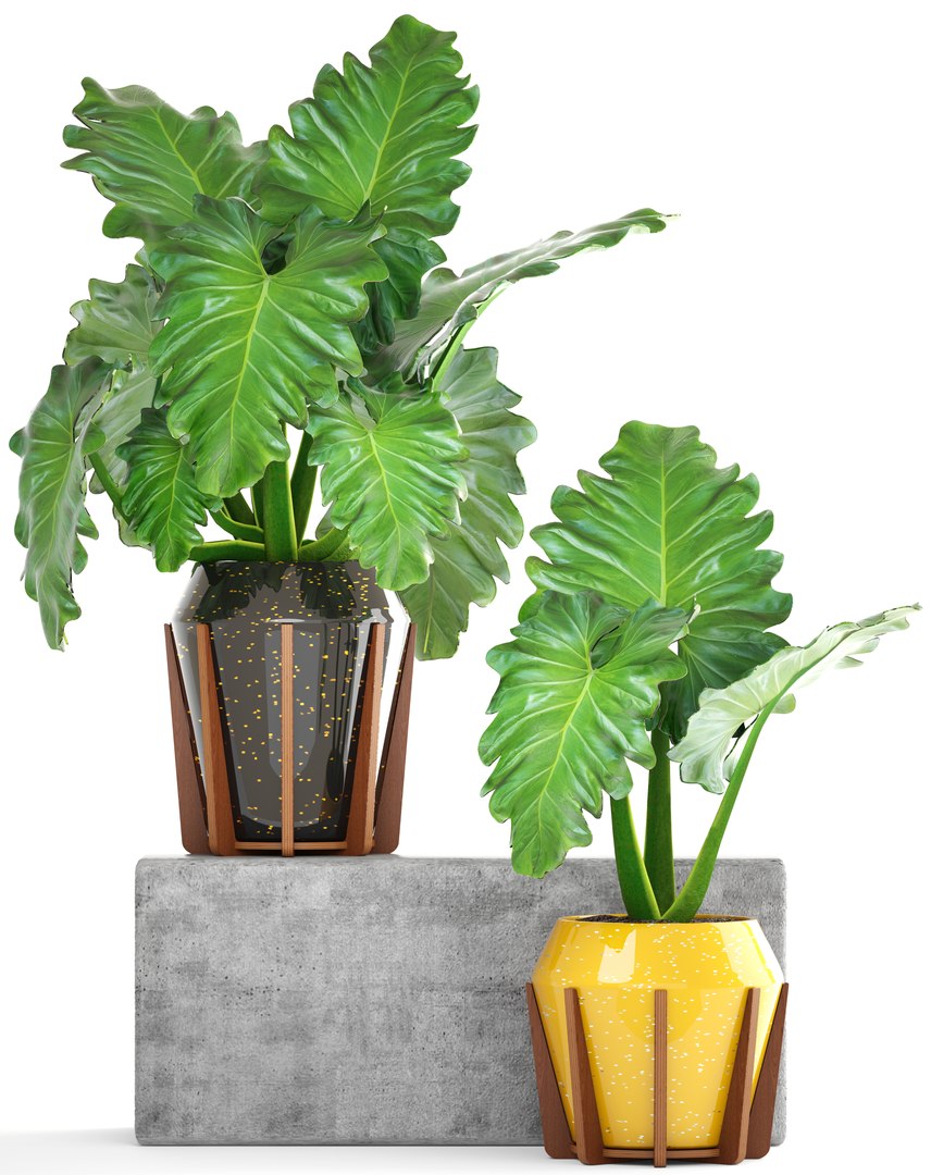 tropical plant shrubs 3D https://p.turbosquid.com/ts-thumb/Pd/jDx6SY/jVWX21OQ/tropicalplant170102/jpg/1516275135/1920x1080/fit_q87/c763a68b8bb1d639aaa95f4adc2be19032fd2aee/tropicalplant170102.jpg