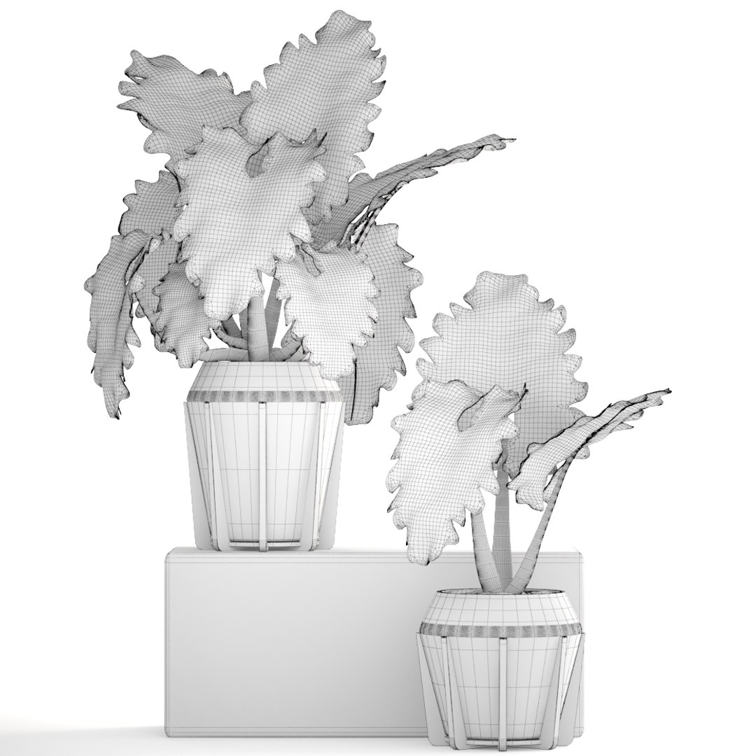 tropical plant shrubs 3D https://p.turbosquid.com/ts-thumb/Pd/jDx6SY/jpONYxIm/tropicalplant170109/jpg/1516275136/1920x1080/fit_q87/9f0901a46abeed2ff6e6e4b4e4af33e32151adb4/tropicalplant170109.jpg