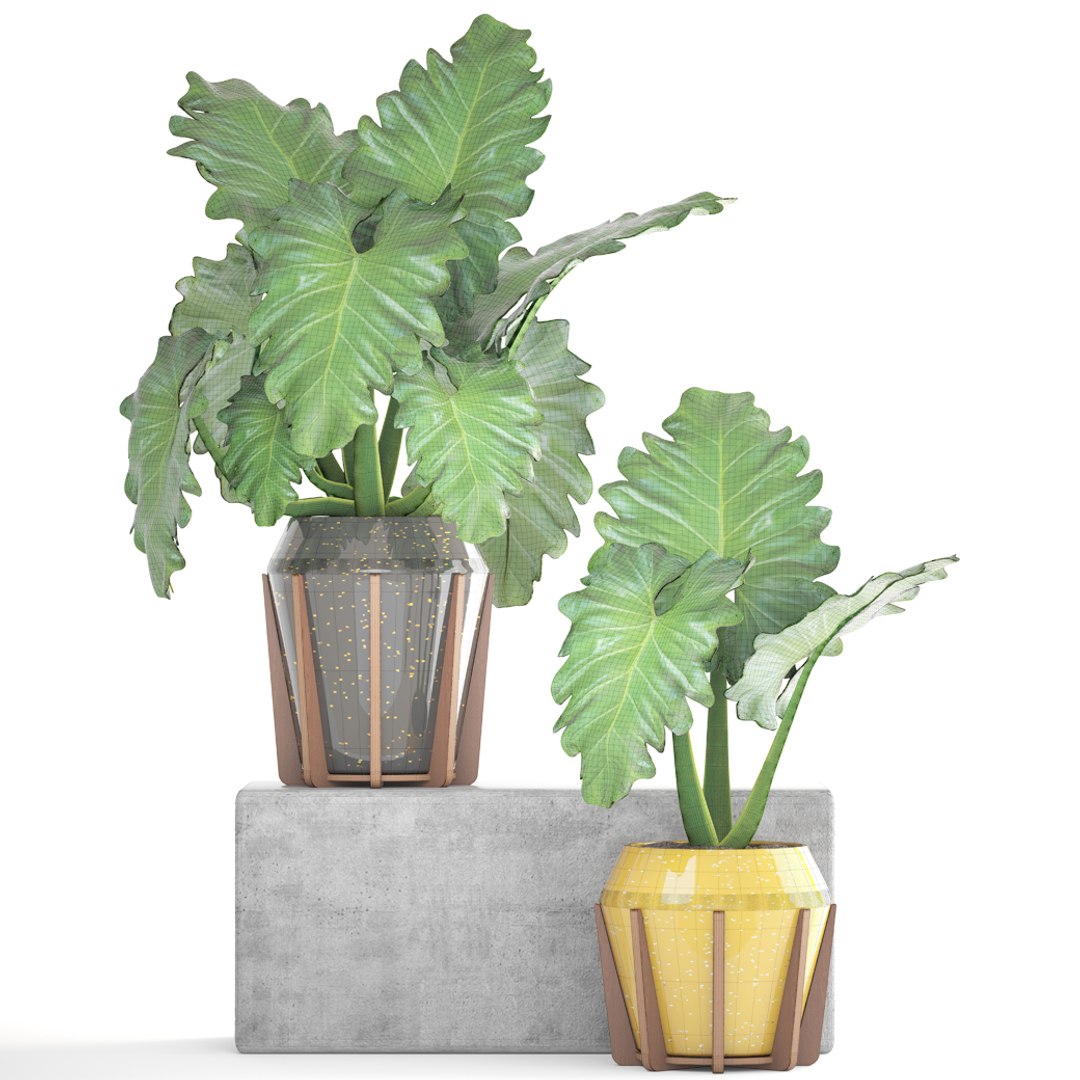 tropical plant shrubs 3D https://p.turbosquid.com/ts-thumb/Pd/jDx6SY/v2vsbHGW/tropicalplant170108/jpg/1516275136/1920x1080/fit_q87/86c427b4b24c8ce965c09765ae7836faa2c2475e/tropicalplant170108.jpg