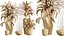 Zestaw roślin doniczkowych AV 425 Spathiphyllum Wallisii Warneckii Cytrynowy Ficus Marginata Cunjevoi Alocasia