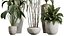 Zestaw roślin doniczkowych AV 425 Spathiphyllum Wallisii Warneckii Cytrynowy Ficus Marginata Cunjevoi Alocasia