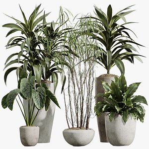 AV Indoor Plants Set 425 Spathiphyllum Wallisii Warneckii Lemon Ficus Marginata Cunjevoi Alocasia 3D model