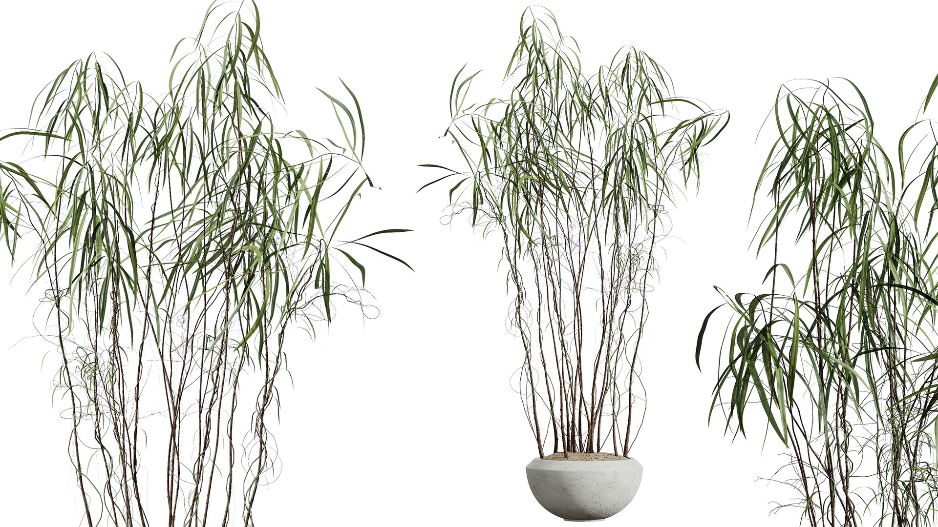 AV Indoor Plants Set 425 Spathiphyllum Wallisii Warneckii Lemon Ficus Marginata Cunjevoi Alocasia 3D model https://p.turbosquid.com/ts-thumb/Pd/mfy0I1/gJ/05/png/1766644760/1920x1080/fit_q87/0724c00f56ec62434d4e2d0232378823eb93446a/05.jpg