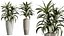 Zestaw roślin doniczkowych AV 425 Spathiphyllum Wallisii Warneckii Cytrynowy Ficus Marginata Cunjevoi Alocasia
