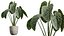 Zestaw roślin doniczkowych AV 425 Spathiphyllum Wallisii Warneckii Cytrynowy Ficus Marginata Cunjevoi Alocasia