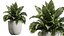 Zestaw roślin doniczkowych AV 425 Spathiphyllum Wallisii Warneckii Cytrynowy Ficus Marginata Cunjevoi Alocasia
