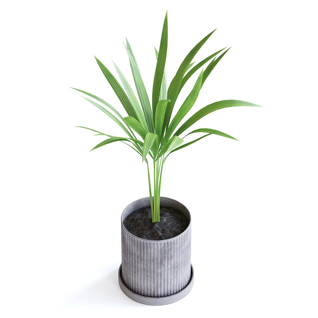 Areca Palm 3D https://p.turbosquid.com/ts-thumb/Pd/pZ4SyX/1Z/150dcopy/jpg/1645377426/1920x1080/fit_q87/0d3df65a3421619601ad98dd437117294185bd3e/150dcopy.jpg