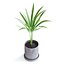 palma areca