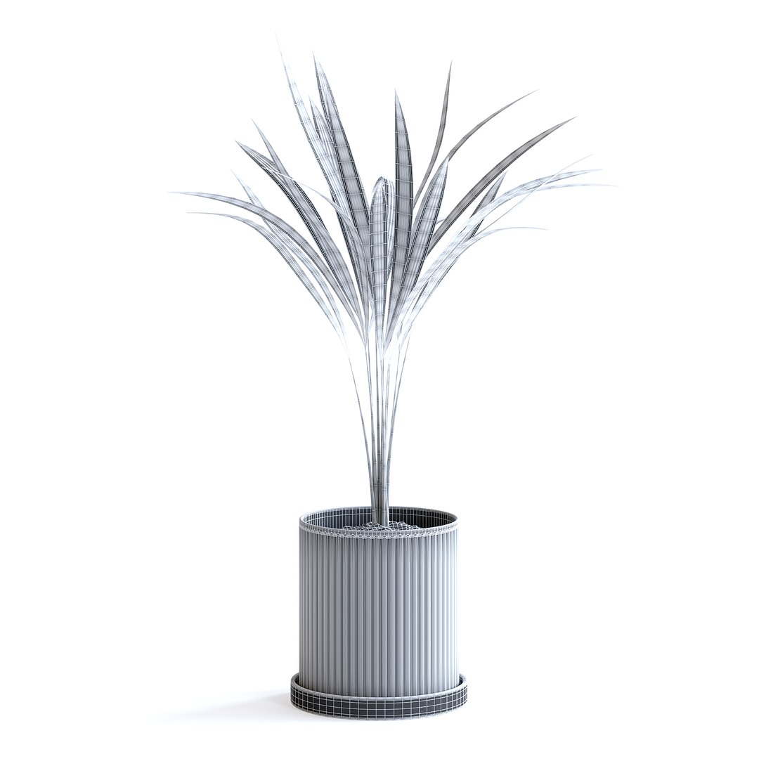 Areca Palm 3D https://p.turbosquid.com/ts-thumb/Pd/pZ4SyX/29/150bgridcopy/jpg/1645377417/1920x1080/fit_q87/a68b1b27dd34db72627330ab0b99c6eccc50bbd8/150bgridcopy.jpg