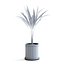 palma areca