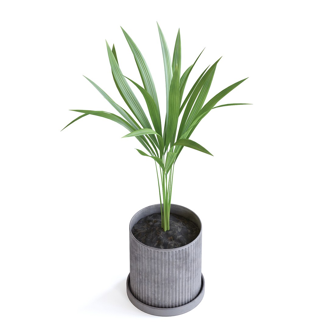 Areca Palm 3D https://p.turbosquid.com/ts-thumb/Pd/pZ4SyX/DT/150ecopy/jpg/1645377423/1920x1080/fit_q87/f976090c719c49b57bd0bbe03930c75c19a341ea/150ecopy.jpg