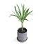palma areca
