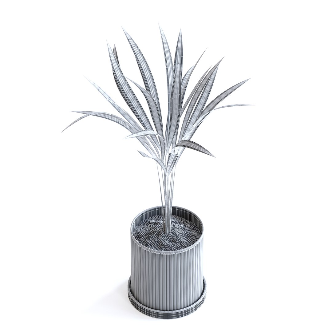 Areca Palm 3D https://p.turbosquid.com/ts-thumb/Pd/pZ4SyX/Od/150egridcopy/jpg/1645377424/1920x1080/fit_q87/b84927f78aa5ddf0c4596714612e03e21154f56b/150egridcopy.jpg