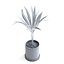 palma areca