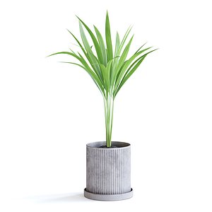 Areca Palm 3D