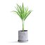 palma areca