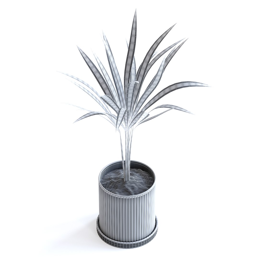 Areca Palm 3D https://p.turbosquid.com/ts-thumb/Pd/pZ4SyX/hZ/150dgridcopy/jpg/1645377428/1920x1080/fit_q87/90d14d31bf9d39b2e9439b698a35347954fe6021/150dgridcopy.jpg