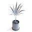 palma areca