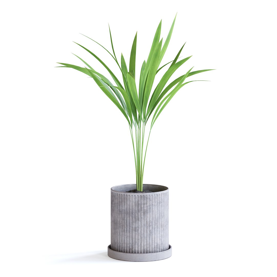 Areca Palm 3D https://p.turbosquid.com/ts-thumb/Pd/pZ4SyX/r7/150ccopy/jpg/1645377417/1920x1080/fit_q87/612ca329ed1b125e97d2430af64d46621d5a1f25/150ccopy.jpg