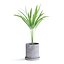 palma areca