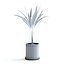 palma areca