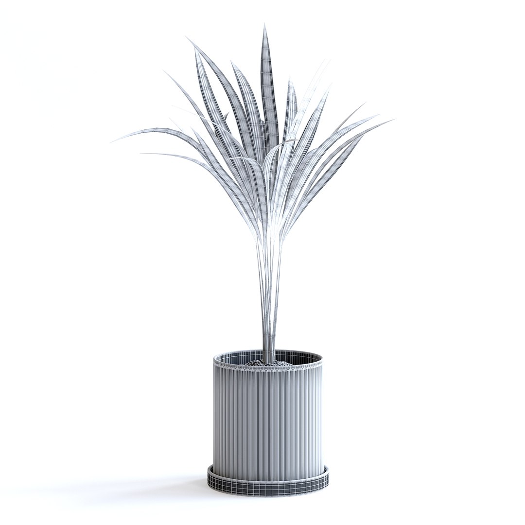 Areca Palm 3D https://p.turbosquid.com/ts-thumb/Pd/pZ4SyX/yx/150agridcopy/jpg/1645377411/1920x1080/fit_q87/1e7b62387c6bd4c8445d329d459cacc917d56664/150agridcopy.jpg